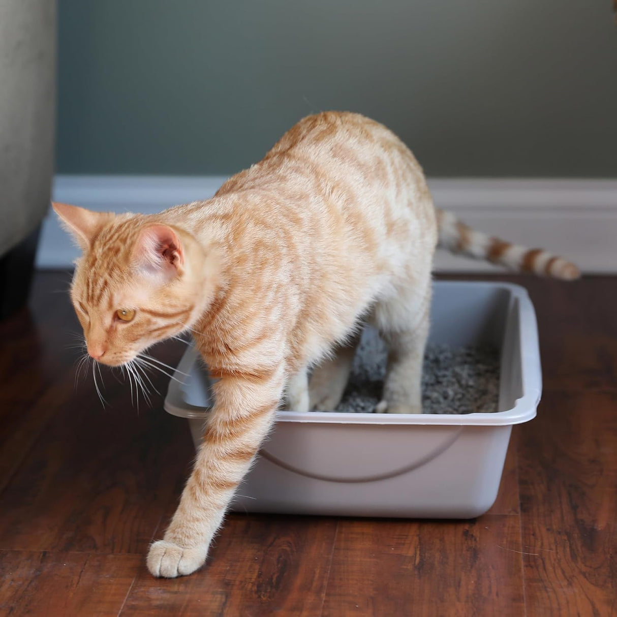 Petmate Basic Open Cat Litter Pan, Multidirectional Easy to Clean Plastic Litter Box, Gray, Made in USA, 14.5" X 10.5" X 3.5", Small Recommended for Kittens and Small Cats