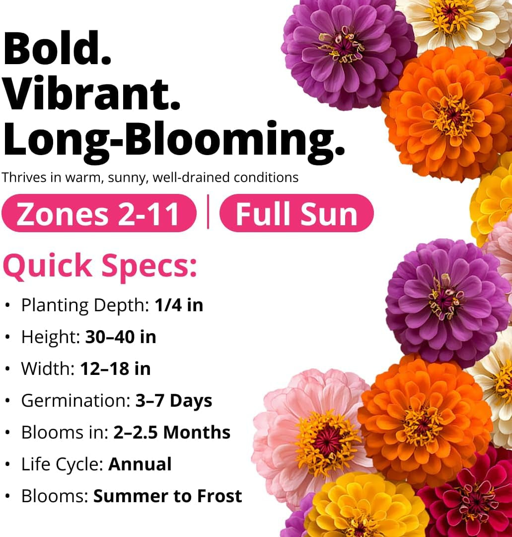 HOME GROWN Zinnia Dahlia Seeds Pack for 2026 Non GMO 524 Flower Seeds | Vibrant Zinnia Elegans for Pollinator Gardens, Borders & Containers | Easy-To-Grow Outdoor Blooms