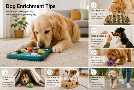Signs Your Dog May Need More Mental Stimulation