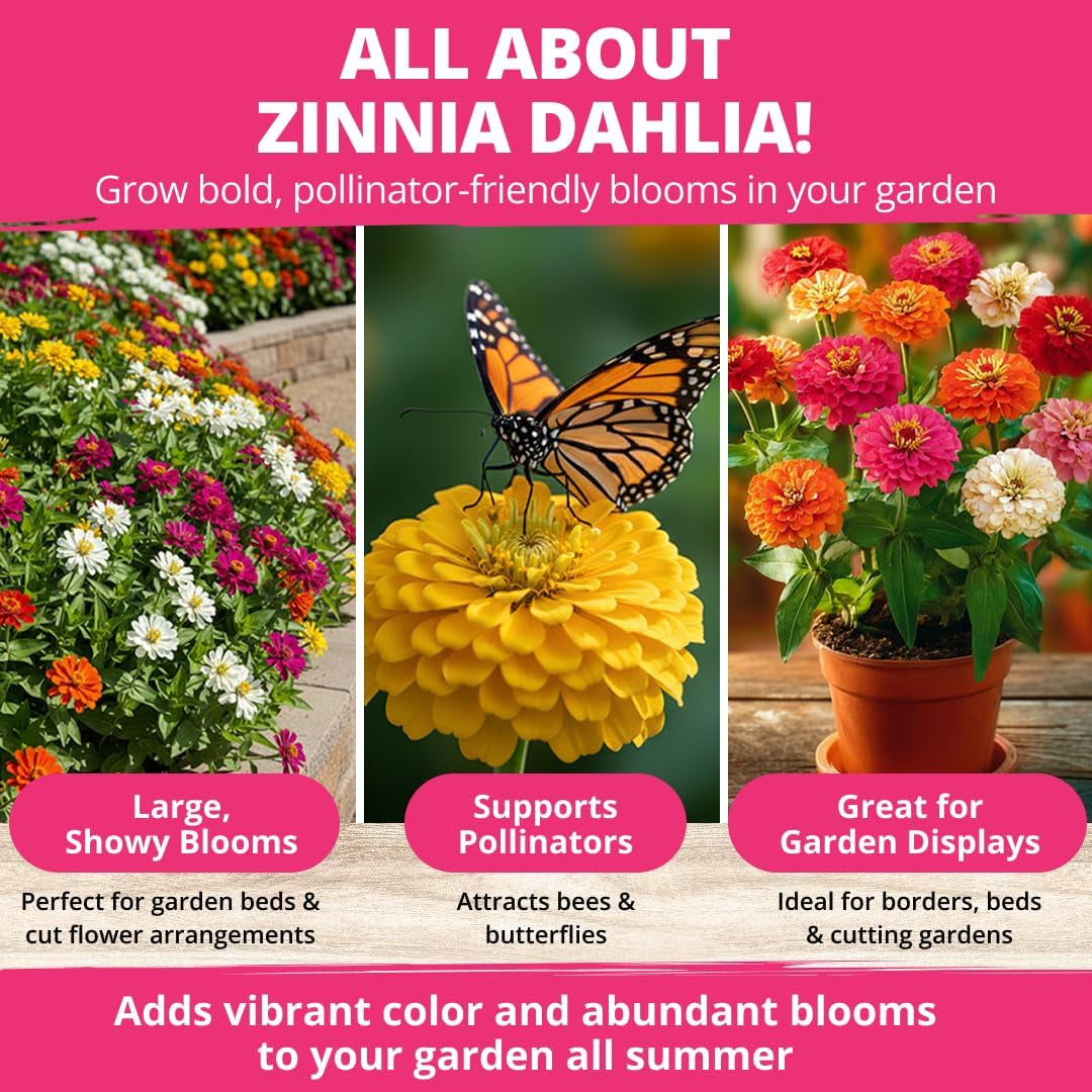 HOME GROWN Zinnia Dahlia Seeds Pack for 2026 Non GMO 524 Flower Seeds | Vibrant Zinnia Elegans for Pollinator Gardens, Borders & Containers | Easy-To-Grow Outdoor Blooms