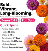 HOME GROWN Zinnia Dahlia Seeds Pack for 2026 Non GMO 524 Flower Seeds | Vibrant Zinnia Elegans for Pollinator Gardens, Borders & Containers | Easy-To-Grow Outdoor Blooms