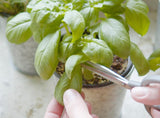 Sereniseed Certified Organic Herb Seeds (20-Pack) – Non GMO, Heirloom – Seed Starting Video